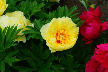 Large yellow peony in bloom in China