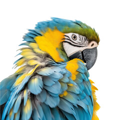 Isolated Image Of A Vibrant Blue-And-Yellow Macaw Perched With Wings Slightly Open On A White Background