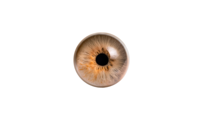 eyeball of a person on transparent background.