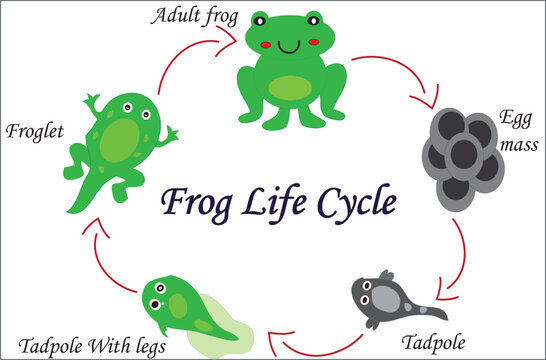 life cycle of a frog (the frog life cycle)
