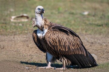 Close-up of a Himalayan Griffon Vulture (Gyps himalayensis)