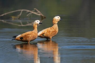 Ruddy shelducks standing in calm water, reflecting the serene natural environment