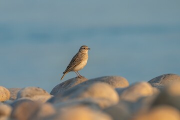 Sand Lark (Alaudala raytal) perched on smooth stones with a soft blue background
