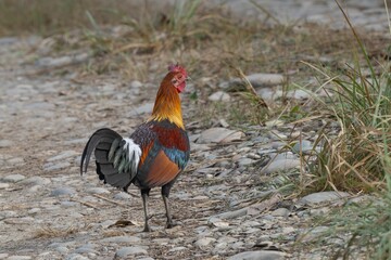 Red Junglefowl (Gallus gallus) stands on a rocky path surrounded by dry grass