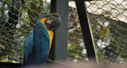 Vibrant Macaw in Captivity