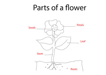 Part of a Flower in vector Art