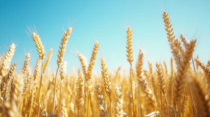 Fototapeta premium Golden wheat field under a clear blue sky.