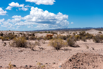 Incredible landscapes with magical shapes of stones and rocks in the Valley of the Moon, Ischigualasto Park, Argentina