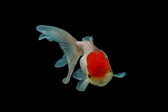 An oranda is a breed of goldfish characterized by a prominent bubble-like "hood" on the head. The headgrowth or hood (also known as wen or crown)