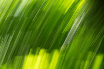 Abstract camera panning green fantasy