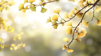 Obraz premium Ginkgo biloba plant leaf closeup view.