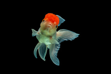 An oranda is a breed of goldfish characterized by a prominent bubble-like 