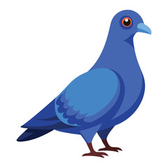 illustration of pigeon