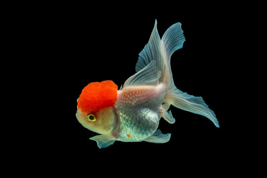 An oranda is a breed of goldfish characterized by a prominent bubble-like "hood" on the head. The headgrowth or hood (also known as wen or crown)
