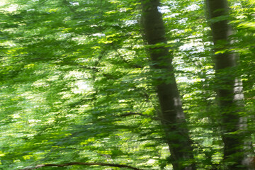 Abstract enchanted forest