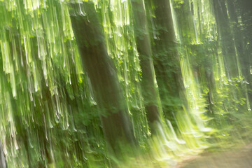 Abstract fantasy sunlit forest