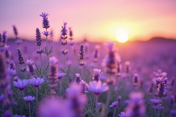 Obraz premium Experience Tranquility with This Breathtaking Sunset Lavender Field Wallpaper - Perfect for Home Decor and Screen Backgrounds.