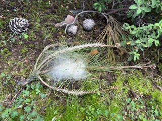A white spider web cocoon intricately woven among yellowed and fallen pine leaves, surrounded by lush green grasses and scattered pine cones, creating a natural forest floor scene