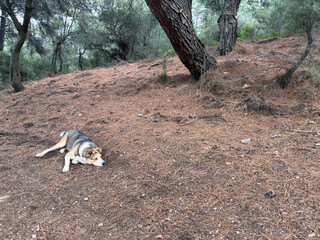 A stray dog with yellow, brown, and white fur lies peacefully on fallen pine needles in a serene forest. This friendly and protective canine exudes calmness and a sense of safety in nature.