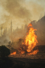Forest Fire in Gallipoli, Canakkale, Turkiye