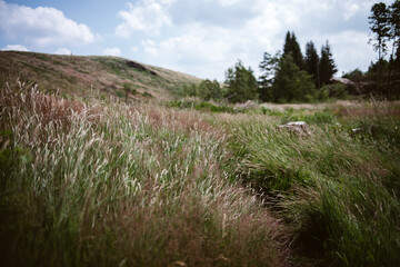 meadow with flowers