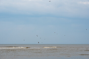 Birds flying over the sea in the blue sky