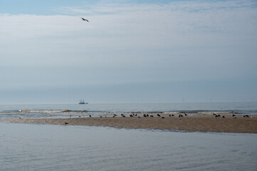 Birds on a sandbank by the sea, with a ship in the background