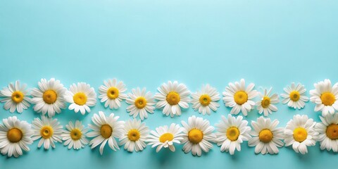 Obraz premium A row of delicate white daisies with vibrant yellow centers arranged in a gentle wave against a soft blue background.