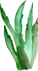 Obraz premium Watercolor cactus and succulent plants
