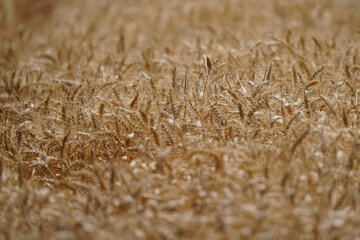Wheat field Ears of Golden Wheat