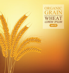 Ears of wheat. Vector illustration.