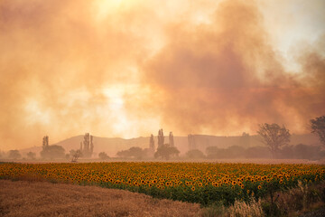 Forest Fire in Gallipoli, Canakkale, Turkiye