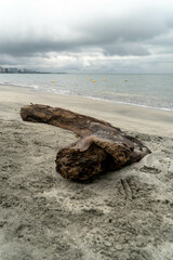 Viejo tronco a la orilla del mar