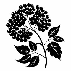 Elderberry Art vector