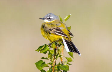 yellow wagtail on a branch