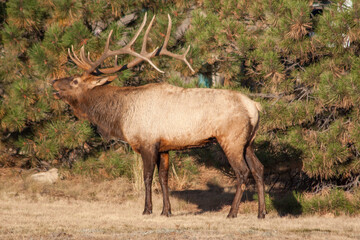 Bull Elk During the Rut in Colorado in Autumn