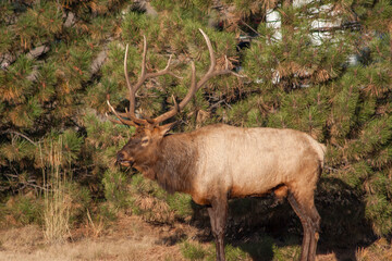Bull Elk During the Rut in Colorado in Autumn