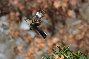 Mockingbird inflight, leaving holly bush, blurry background. 