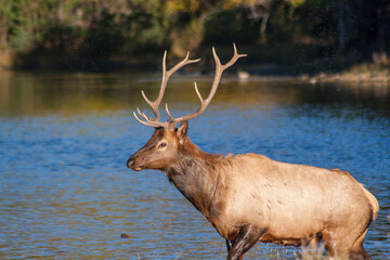Bull Elk During the Rut in Colorado in Autumn