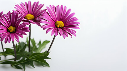 A close-up of vibrant pink daisies against a clean white background.