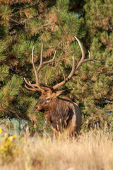 Bull Elk During the Rut in Colorado in Autumn