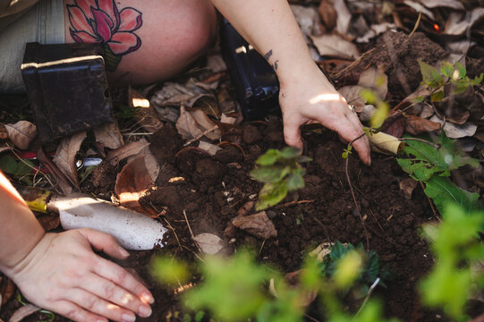Hands planting herbs in the earth
