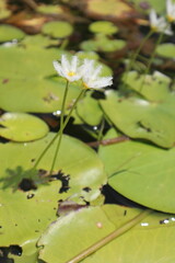 white water lily