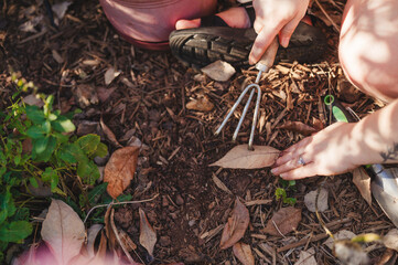 Hands planting herbs in the earth