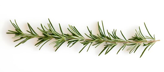 Rosemary sprigs isolated on white, ultra-detailed, high-resolution, professional color grading, stock photo.