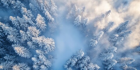 Aerial shot of snow-covered pine trees in a misty winter forest at sunrise, showcasing the serene beauty of nature.