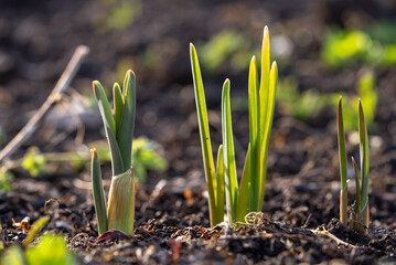 Close-up of young green onion plants emerging from rich dark soil, illuminated by the warm spring sunlight, promising a healthy harvest in the upcoming season