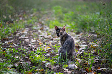 Schildpatt-Katze mit zweigeteiltem Gesicht dreht sich elegant zur Kamera