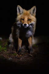 Wild red fox with orange fur and pointy ears standing on dirt ground at night, illuminated by a light source, creating a dramatic and mysterious atmosphere