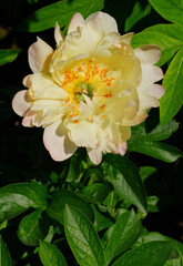 Coral orange pink peony flower in bloom in China